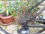 Produktbild 6 von Ridley Astr SRAM Apex XPLR AXS