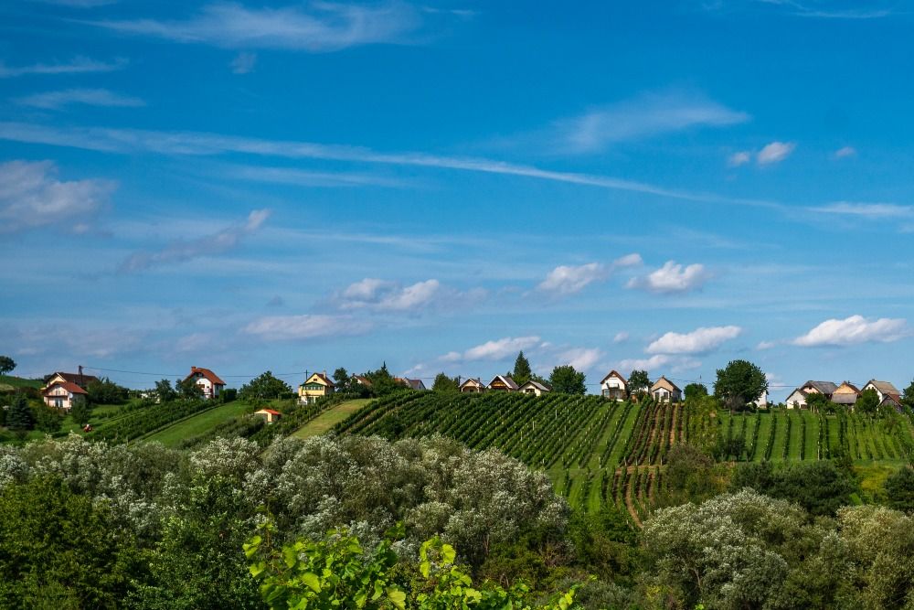 Weinidylle_4(c)Burgenland Tourismus_Birgit Machtinger